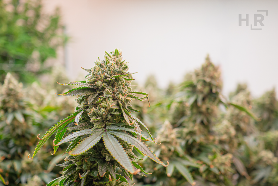 2025-12 -Blog- Congress-Bans-Delta-8-And-THCA-Under-New-Hemp-Law