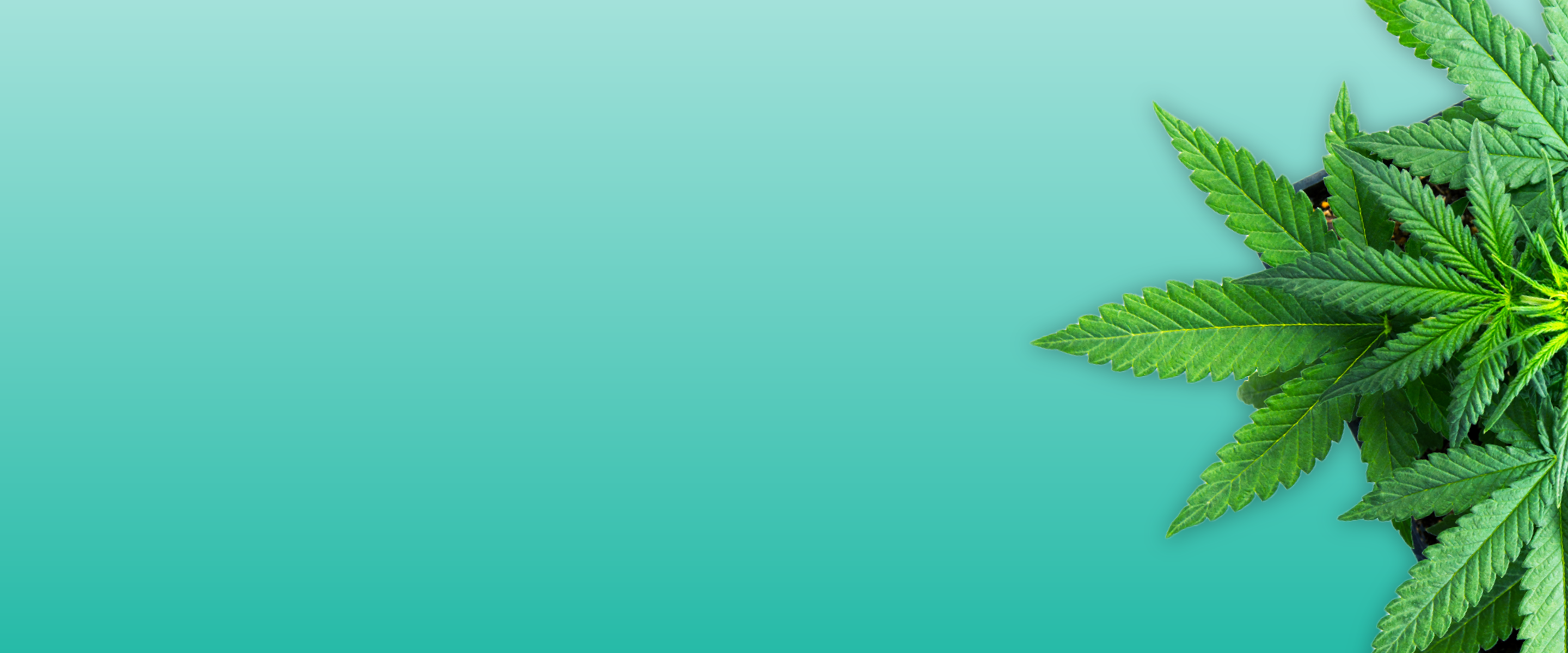 2023-06-22_-hp--THC-Strategies-&-Considerations-for-Drug-Testing.png