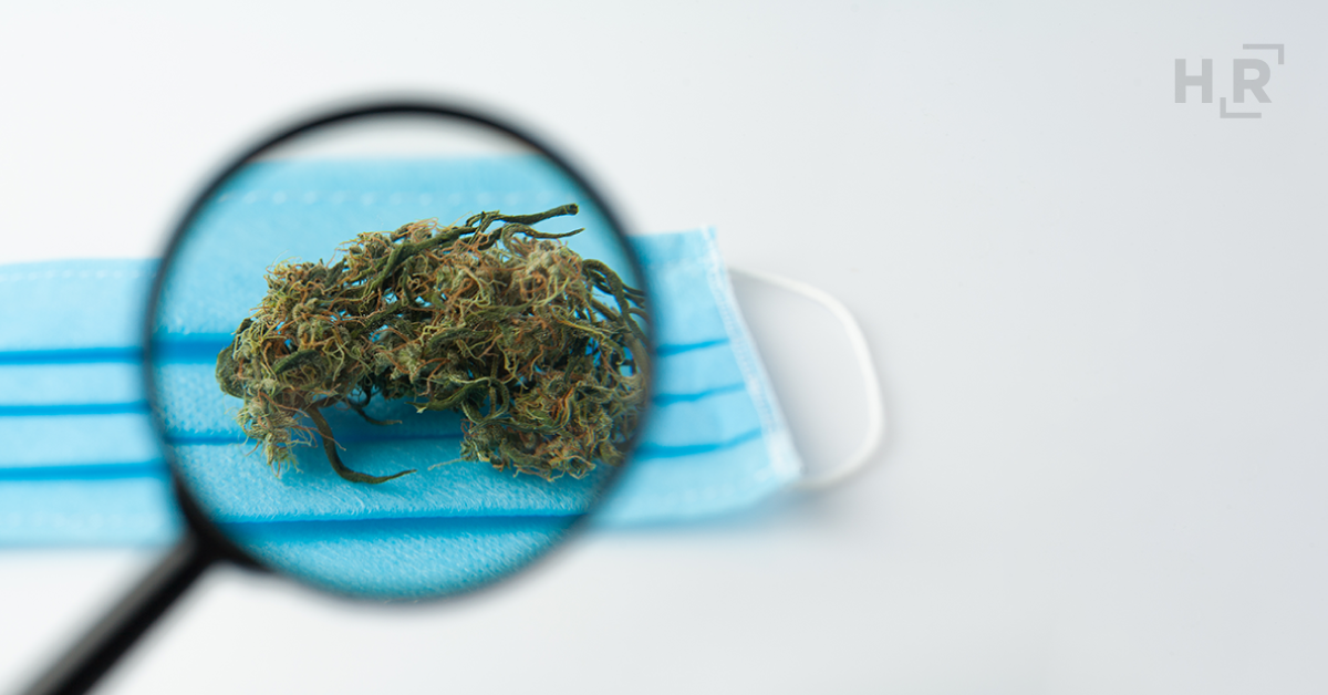 4.8.21 2021-04 blog MarijuanaCovid-19