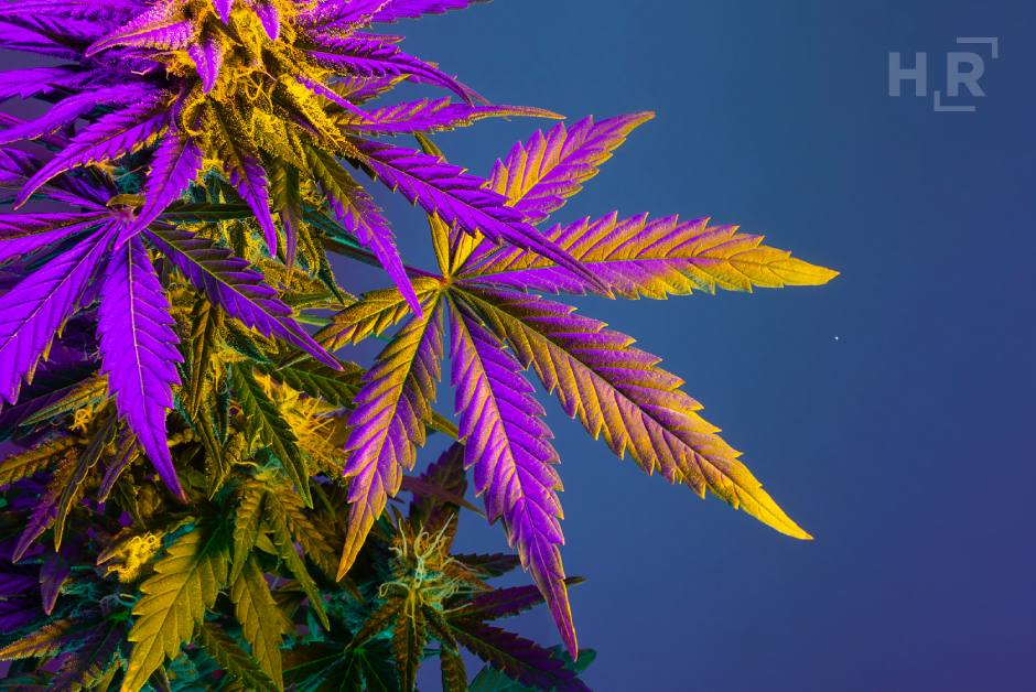 2024-11 -Blog- 2024-Election-Results-How-Marijuana-&-Psychedelic-Laws